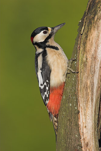 Great Spotted Woodpecker