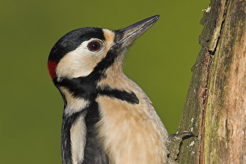 Great Spotted Woodpecker