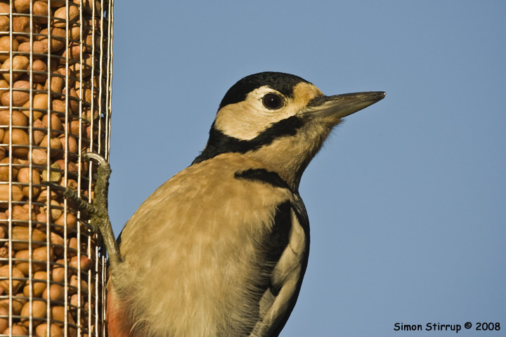 Great Spotted Woodpecker
