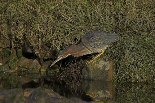 Green Heron