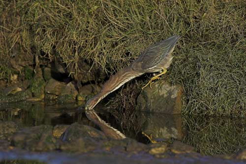 Green Heron