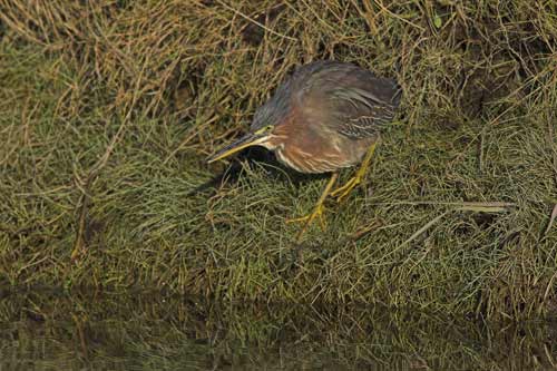 Green Heron