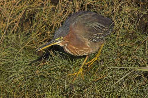 Green Heron