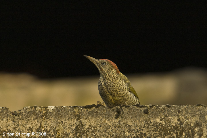 Green Woodpecker