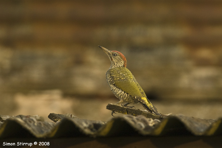 Green Woodpecker