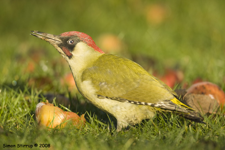 Green Woodpecker