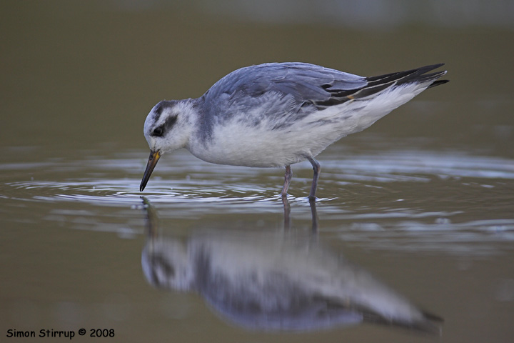 Grey Phalarope