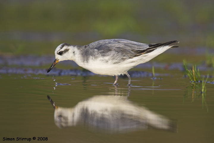 Grey Phalarope