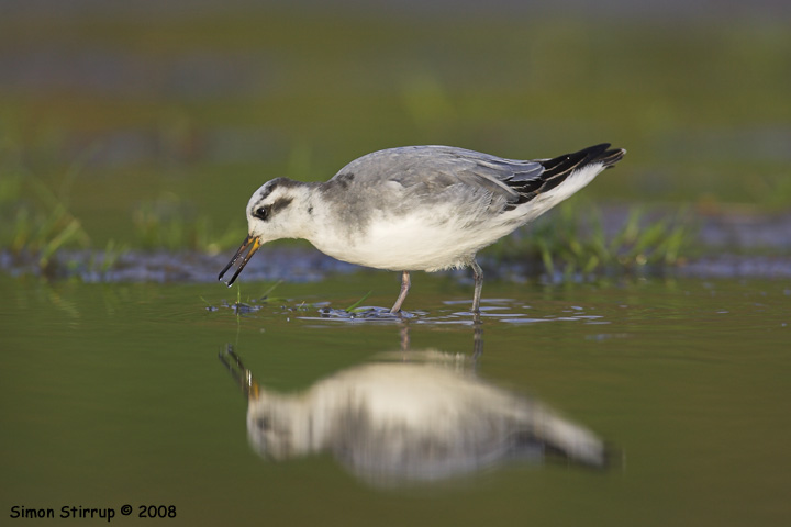 Grey Phalarope