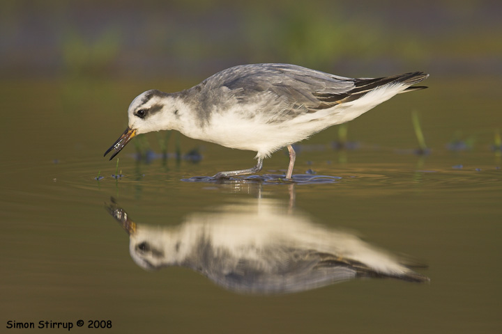 Grey Phalarope