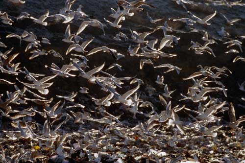 Gulls at landfill site