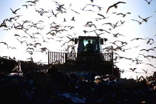 Gulls at landfill site