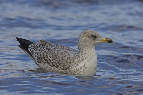 Herring Gull