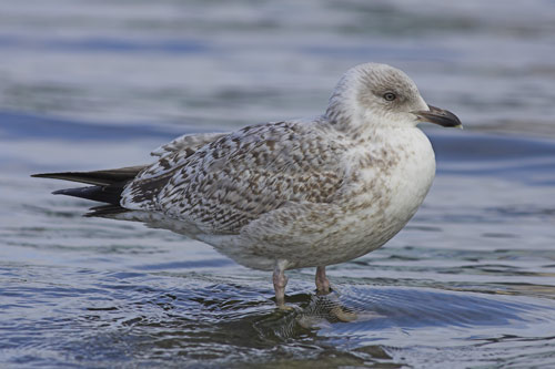 Herring Gull