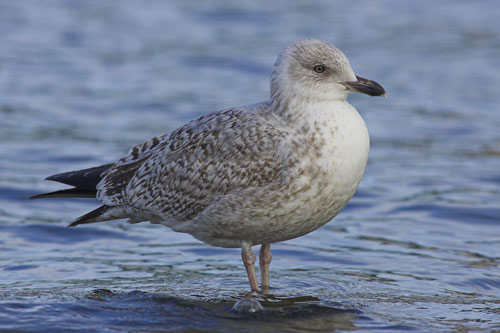 Herring Gull