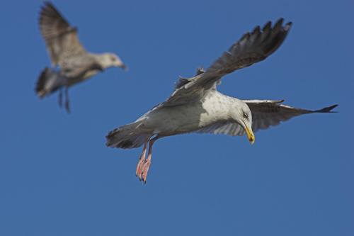 Herring Gull