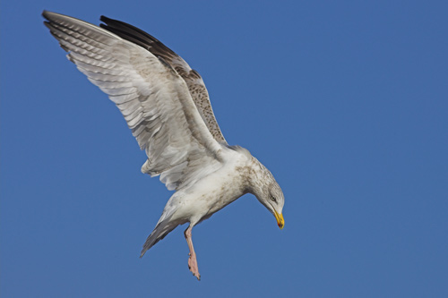 Herring Gull