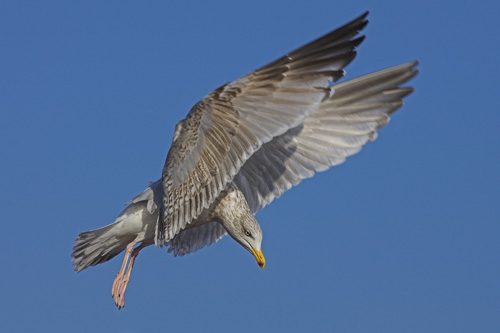 Herring Gull