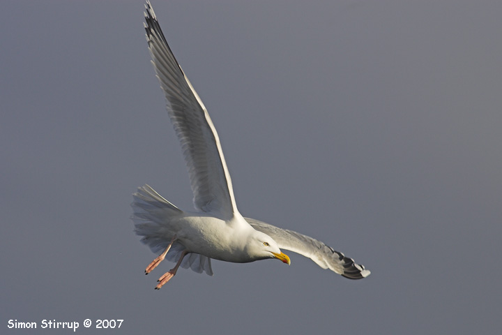 Herring Gull