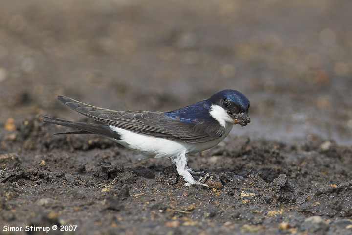 House Martin