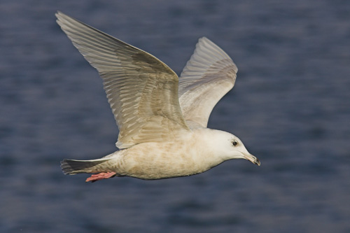 Iceland Gull