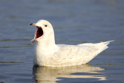 Iceland Gull