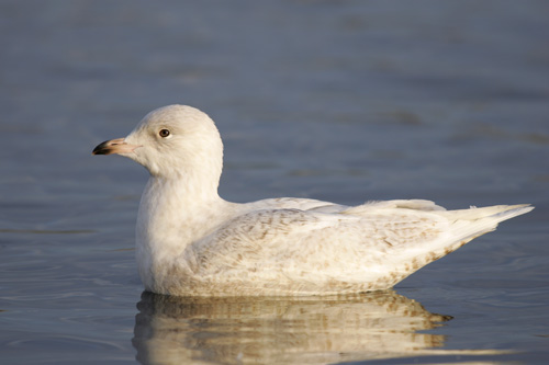 Iceland Gull