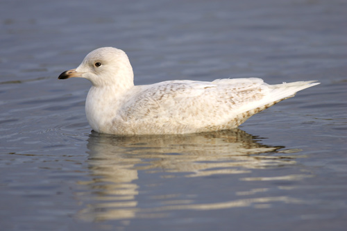 Iceland Gull