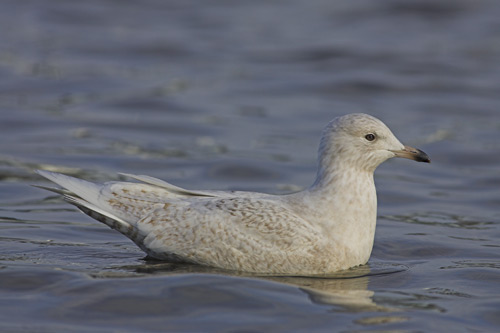 Iceland Gull
