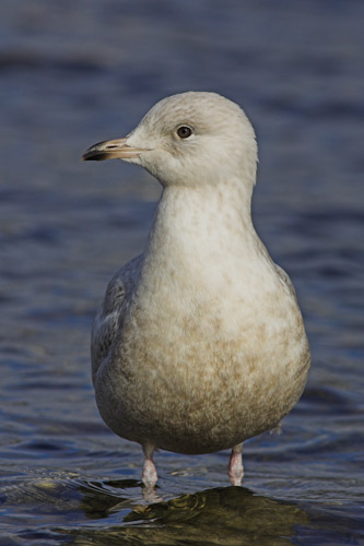 Iceland Gull