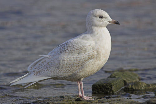 Iceland Gull