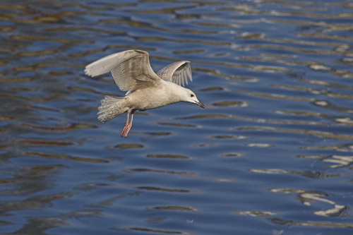 Iceland Gull