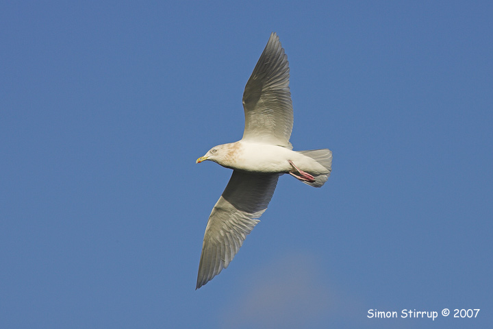 Iceland Gull