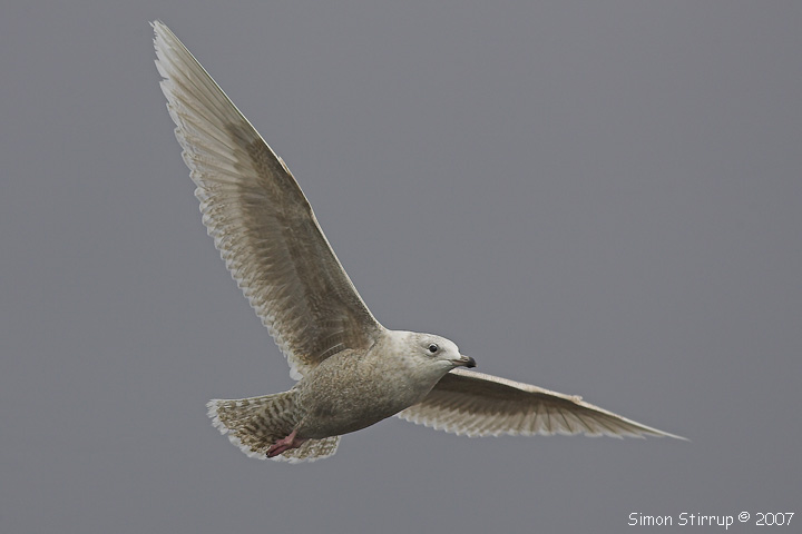 Iceland Gull