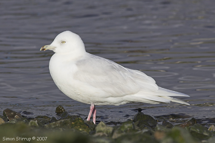 Iceland Gull