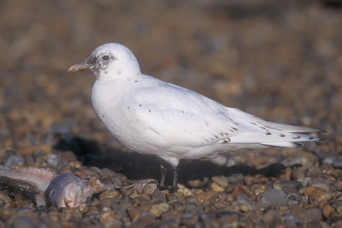 Ivory Gull