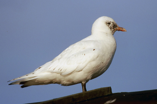 Ivory Gull