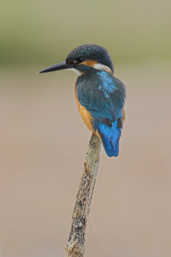 Kingfisher