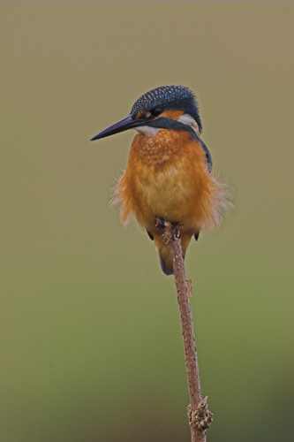 Kingfisher