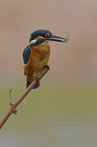 Kingfisher