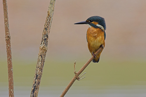 Kingfisher
