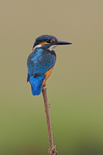 Kingfisher