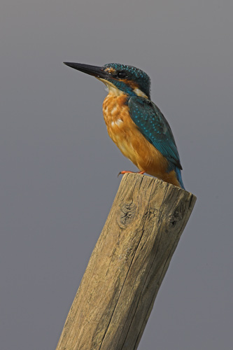 Kingfisher