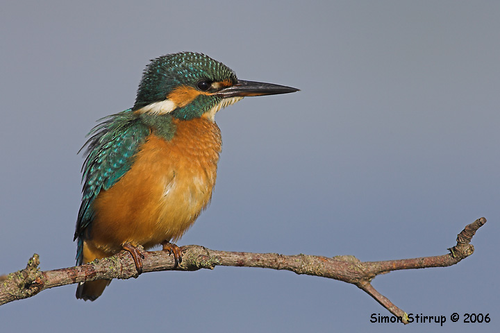 Kingfisher