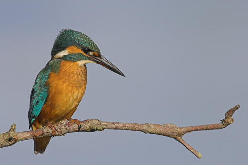 Kingfisher