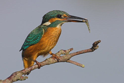 Kingfisher