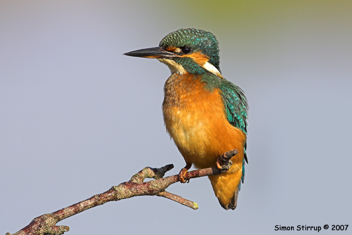 Kingfisher