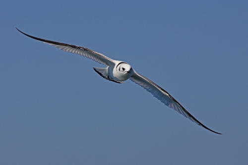 Kittiwake