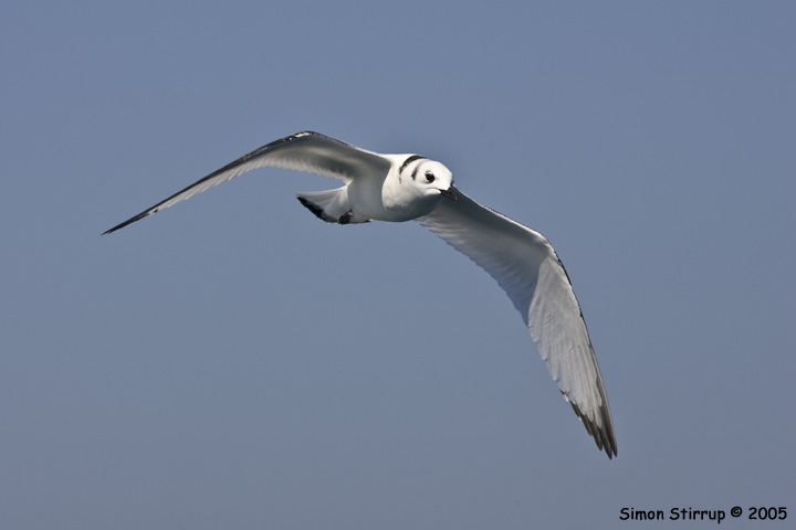 Kittiwake
