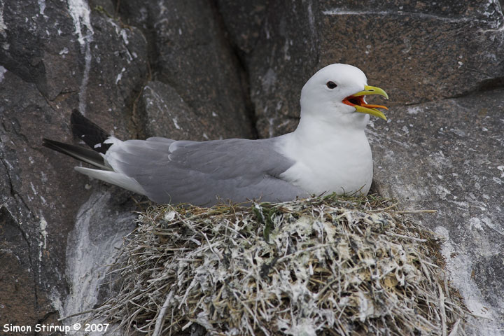 Kittiwake
